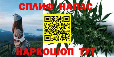 сатива Можга